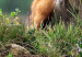 Wall Poster Red Hunter - majestic wild animal amidst forest on a blurred background 138726 additionalThumb 13