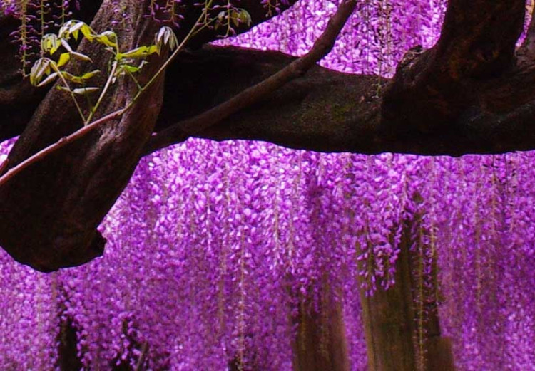 Canvas Wisteria sinensis 50126 additionalImage 4