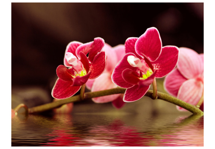 Photo Wallpaper Beautiful orchid flowers on the water 60626 additionalImage 1