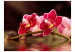 Photo Wallpaper Beautiful orchid flowers on the water 60626 additionalThumb 1