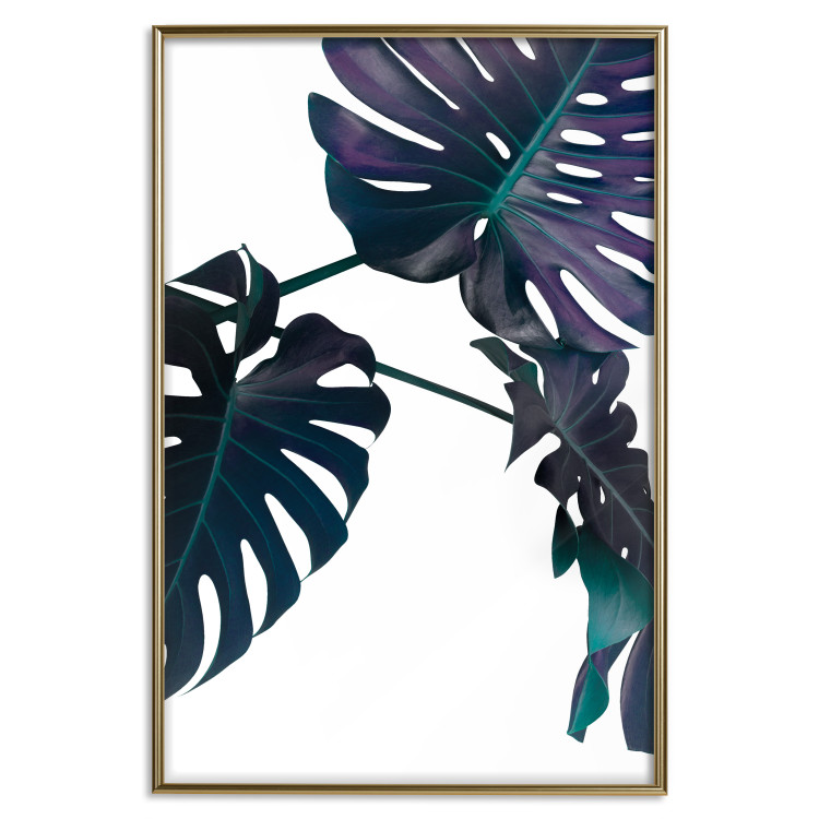 Wall Poster Evergreen - composition with dark tropical leaves on a white background 115136 additionalImage 16