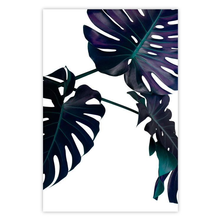 Wall Poster Evergreen - composition with dark tropical leaves on a white background 115136