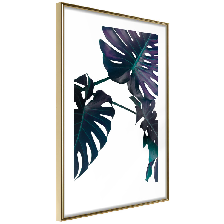 Wall Poster Evergreen - composition with dark tropical leaves on a white background 115136 additionalImage 10