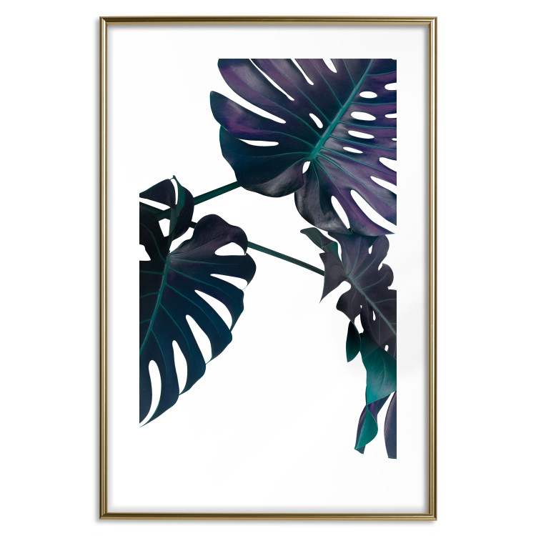 Wall Poster Evergreen - composition with dark tropical leaves on a white background 115136 additionalImage 14