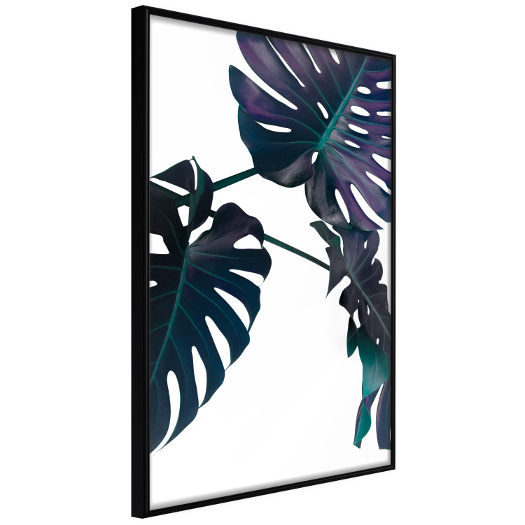 Wall Poster Evergreen - composition with dark tropical leaves on a white background 115136 additionalImage 2