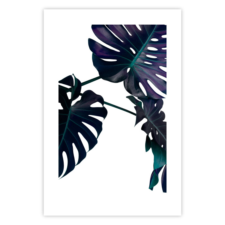 Wall Poster Evergreen - composition with dark tropical leaves on a white background 115136 additionalImage 19