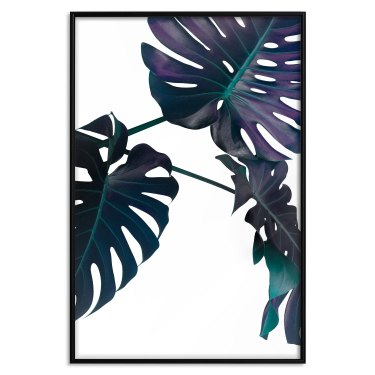 Wall Poster Evergreen - composition with dark tropical leaves on a white background 115136 additionalImage 18