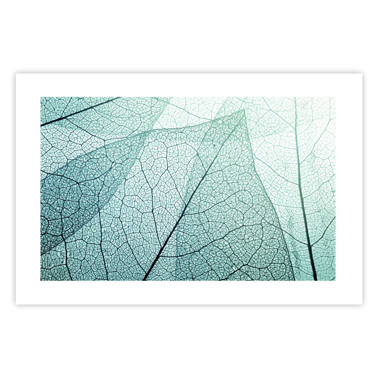Poster Macro Flora - abstract translucent turquoise leaf 129836 additionalImage 19