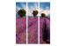 Room Divider Screen Lavender Field: France (3-piece) - landscape of purple lavender fields 132936 additionalThumb 3