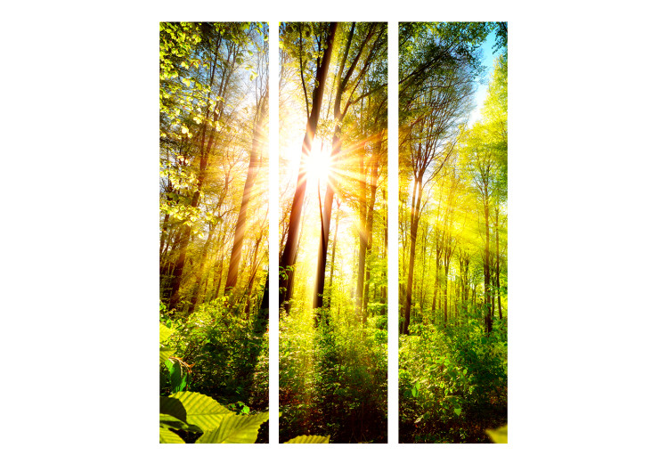 Folding Screen Forest Hideaway - landscape scenery of a forest with bright sunlight 133836 additionalImage 3