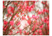 Photo Wallpaper Blooming Nature - Delicate Pink Flowers on a Blurred Plant Background 60436 additionalThumb 1