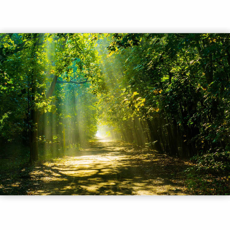 Photo Wallpaper Forest landscape - relaxing road in the sunshine among the trees 62336 additionalImage 1