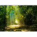 Photo Wallpaper Forest landscape - relaxing road in the sunshine among the trees 62336 additionalThumb 1