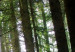 Canvas Emerald Forest II 97936 additionalThumb 4