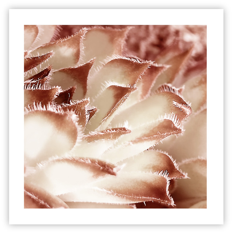 Poster Gentle Touch - floral motif of flowers with a light red texture 122646 additionalImage 19