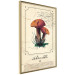 Poster Mushroom Atlas - brown mushrooms on beige background amidst black text 129546 additionalThumb 12