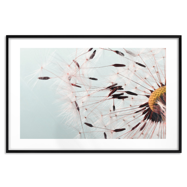 Poster Gust of Wind - dandelion flower against a contrasting clear sky 129846 additionalImage 15
