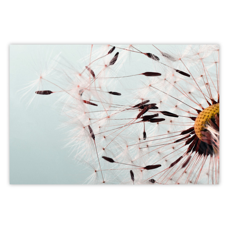 Poster Gust of Wind - dandelion flower against a contrasting clear sky 129846