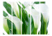 Folding Screen Bouquet - Callas II - landscape of white flowers amidst green leaves 133946 additionalThumb 3