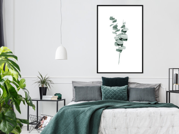 Poster Eucalyptus Twigs - Minimalist Green Plant Leaves Isolated on White 146146 additionalImage 15