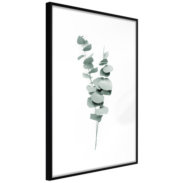 Poster Eucalyptus Twigs - Minimalist Green Plant Leaves Isolated on White 146146 additionalImage 4