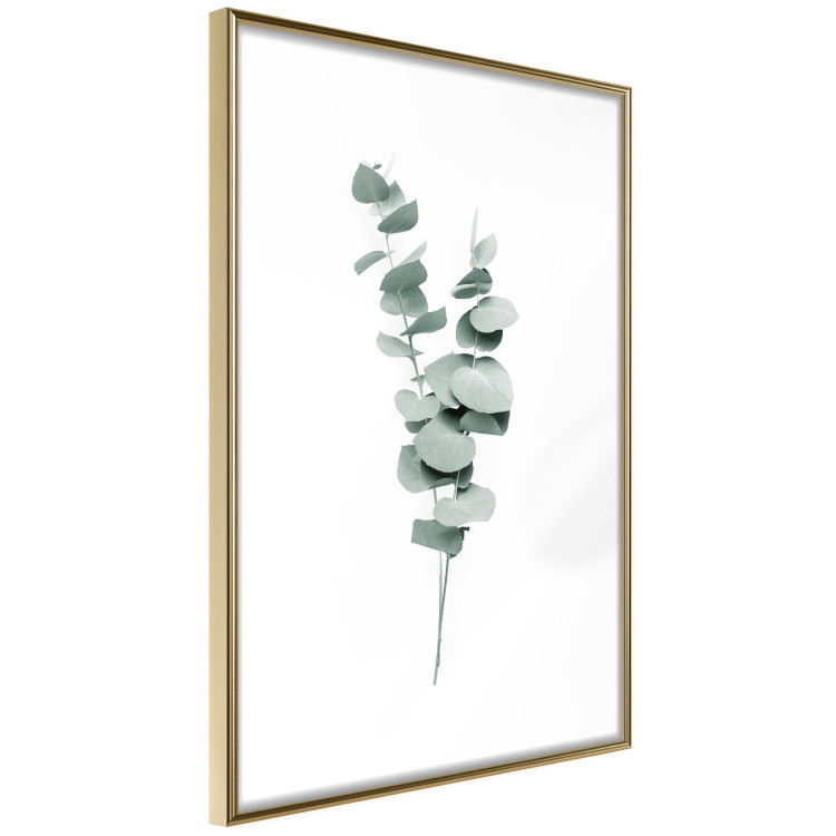 Poster Eucalyptus Twigs - Minimalist Green Plant Leaves Isolated on White 146146 additionalImage 2