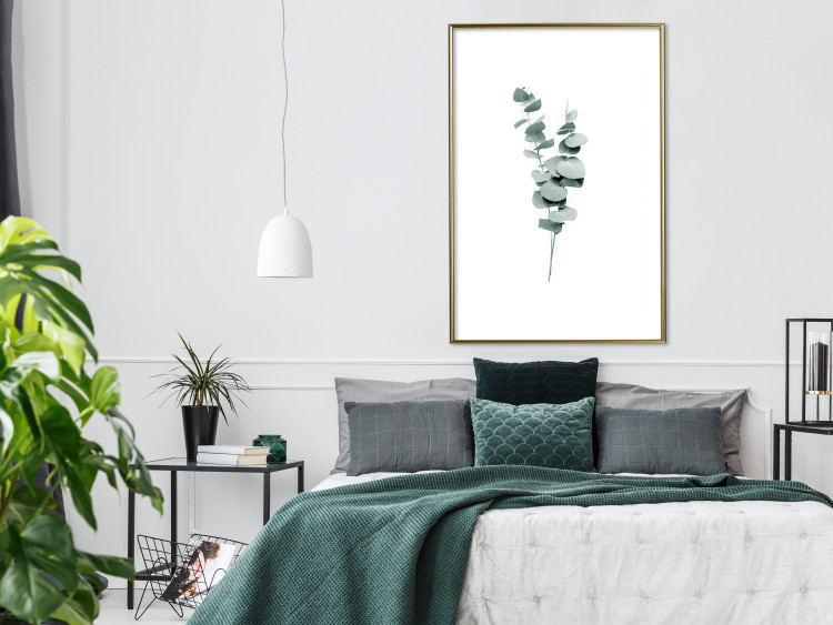 Poster Eucalyptus Twigs - Minimalist Green Plant Leaves Isolated on White 146146 additionalImage 17