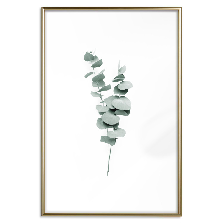 Poster Eucalyptus Twigs - Minimalist Green Plant Leaves Isolated on White 146146 additionalImage 22