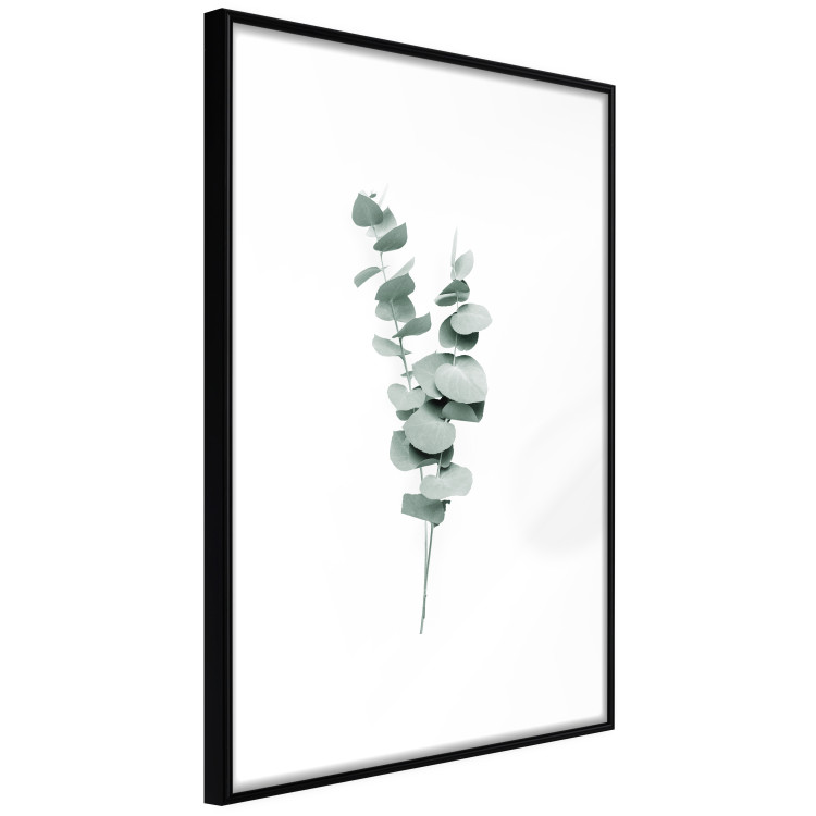 Poster Eucalyptus Twigs - Minimalist Green Plant Leaves Isolated on White 146146 additionalImage 7