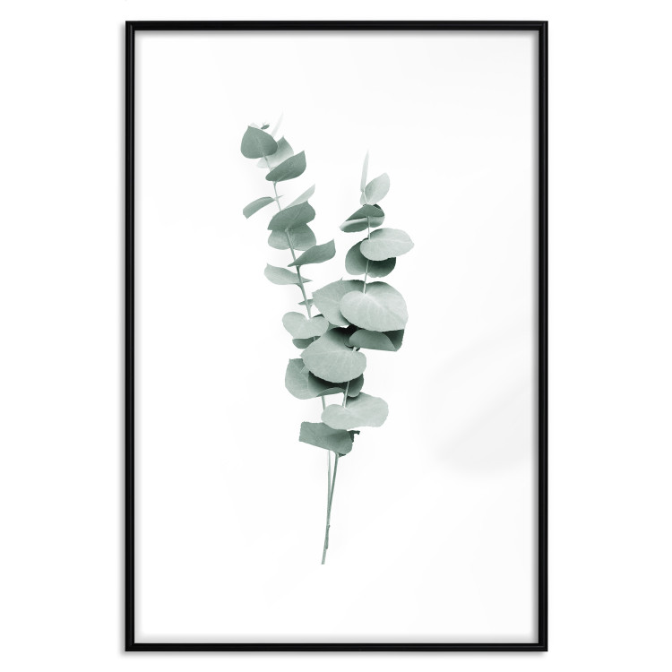 Poster Eucalyptus Twigs - Minimalist Green Plant Leaves Isolated on White 146146 additionalImage 27