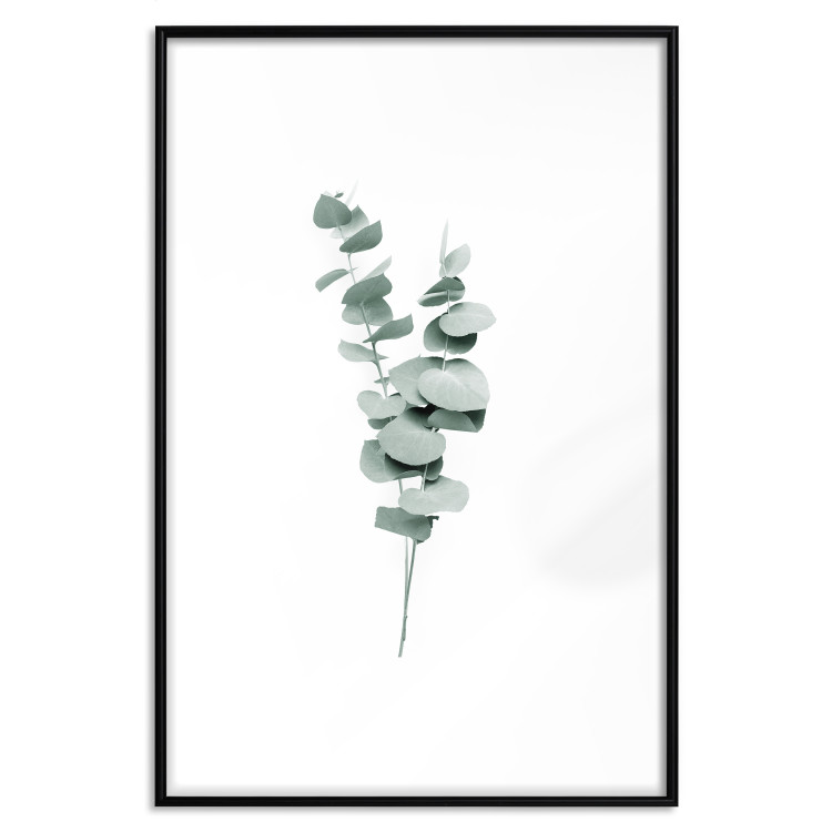Poster Eucalyptus Twigs - Minimalist Green Plant Leaves Isolated on White 146146 additionalImage 19