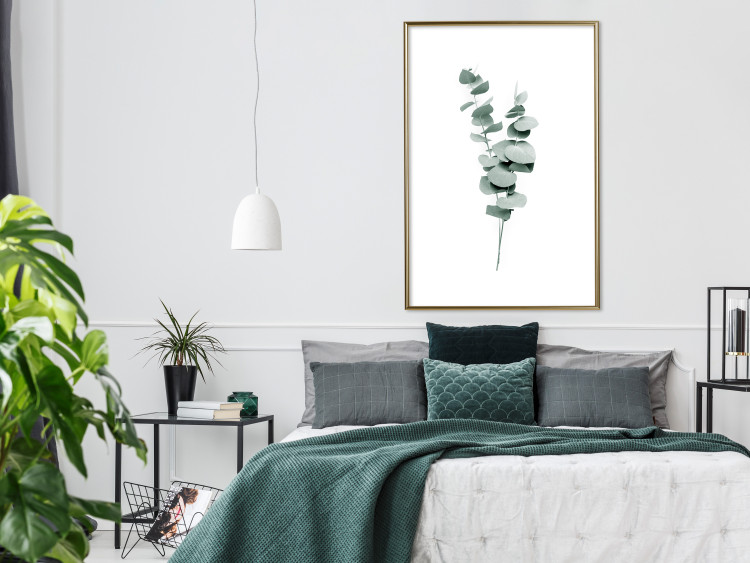 Poster Eucalyptus Twigs - Minimalist Green Plant Leaves Isolated on White 146146 additionalImage 16