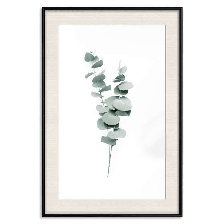 Poster Eucalyptus Twigs - Minimalist Green Plant Leaves Isolated on White 146146 additionalImage 20