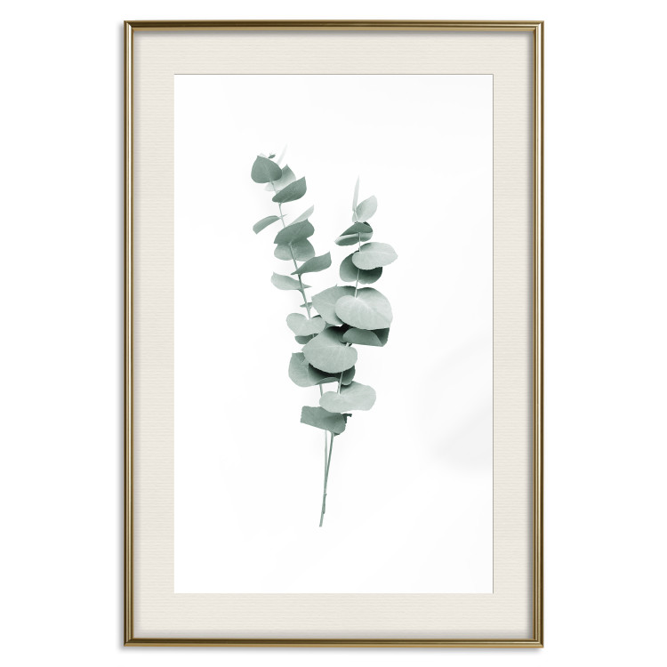 Poster Eucalyptus Twigs - Minimalist Green Plant Leaves Isolated on White 146146 additionalImage 25
