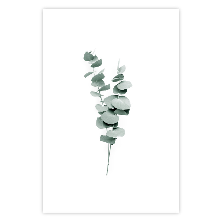 Poster Eucalyptus Twigs - Minimalist Green Plant Leaves Isolated on White 146146 additionalImage 24