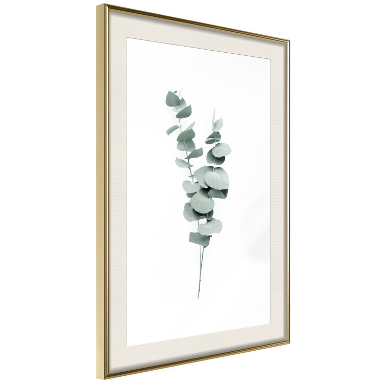 Poster Eucalyptus Twigs - Minimalist Green Plant Leaves Isolated on White 146146 additionalImage 10