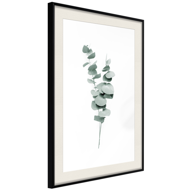 Poster Eucalyptus Twigs - Minimalist Green Plant Leaves Isolated on White 146146 additionalImage 9