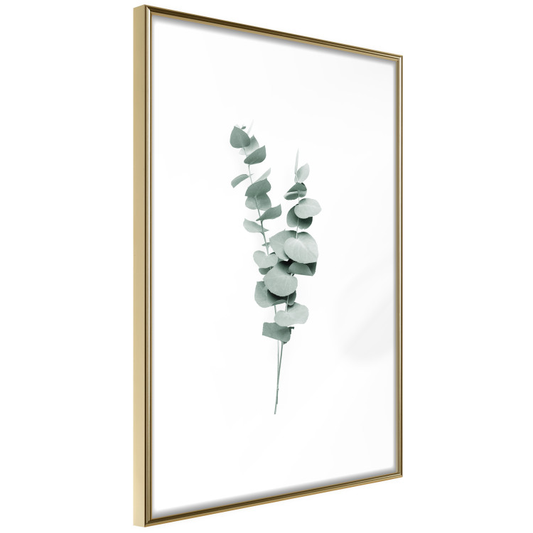 Poster Eucalyptus Twigs - Minimalist Green Plant Leaves Isolated on White 146146 additionalImage 8