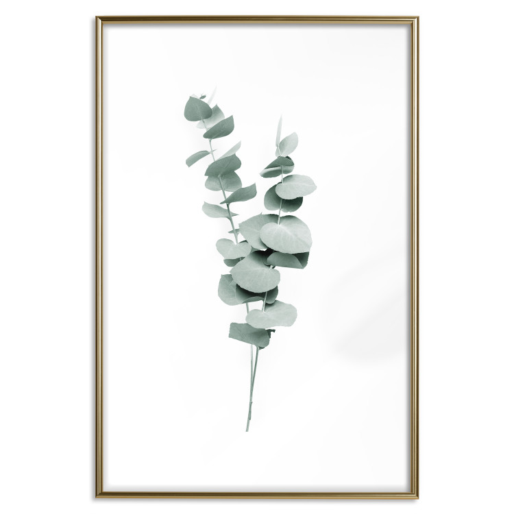 Poster Eucalyptus Twigs - Minimalist Green Plant Leaves Isolated on White 146146 additionalImage 21