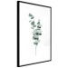 Poster Eucalyptus Twigs - Minimalist Green Plant Leaves Isolated on White 146146 additionalThumb 4