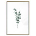 Poster Eucalyptus Twigs - Minimalist Green Plant Leaves Isolated on White 146146 additionalThumb 22