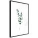 Poster Eucalyptus Twigs - Minimalist Green Plant Leaves Isolated on White 146146 additionalThumb 7
