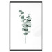 Poster Eucalyptus Twigs - Minimalist Green Plant Leaves Isolated on White 146146 additionalThumb 27