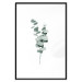 Poster Eucalyptus Twigs - Minimalist Green Plant Leaves Isolated on White 146146 additionalThumb 19