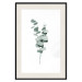 Poster Eucalyptus Twigs - Minimalist Green Plant Leaves Isolated on White 146146 additionalThumb 20