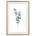 Poster Eucalyptus Twigs - Minimalist Green Plant Leaves Isolated on White 146146 additionalThumb 25
