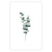 Poster Eucalyptus Twigs - Minimalist Green Plant Leaves Isolated on White 146146 additionalThumb 24