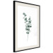Poster Eucalyptus Twigs - Minimalist Green Plant Leaves Isolated on White 146146 additionalThumb 9
