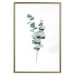 Poster Eucalyptus Twigs - Minimalist Green Plant Leaves Isolated on White 146146 additionalThumb 21