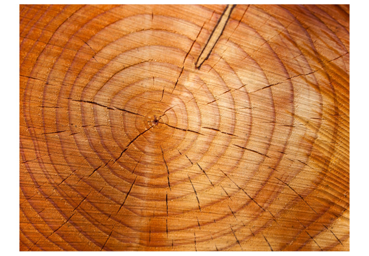 Photo Wallpaper Grain Rings - Cross-section pattern of cut wood with cracks for the living room 61046 additionalImage 1